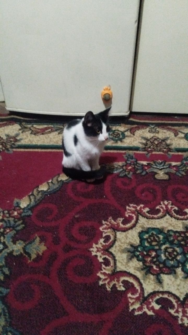 Отдам котенка