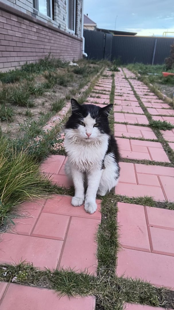 Отдам кота Бармалея в добрые руки