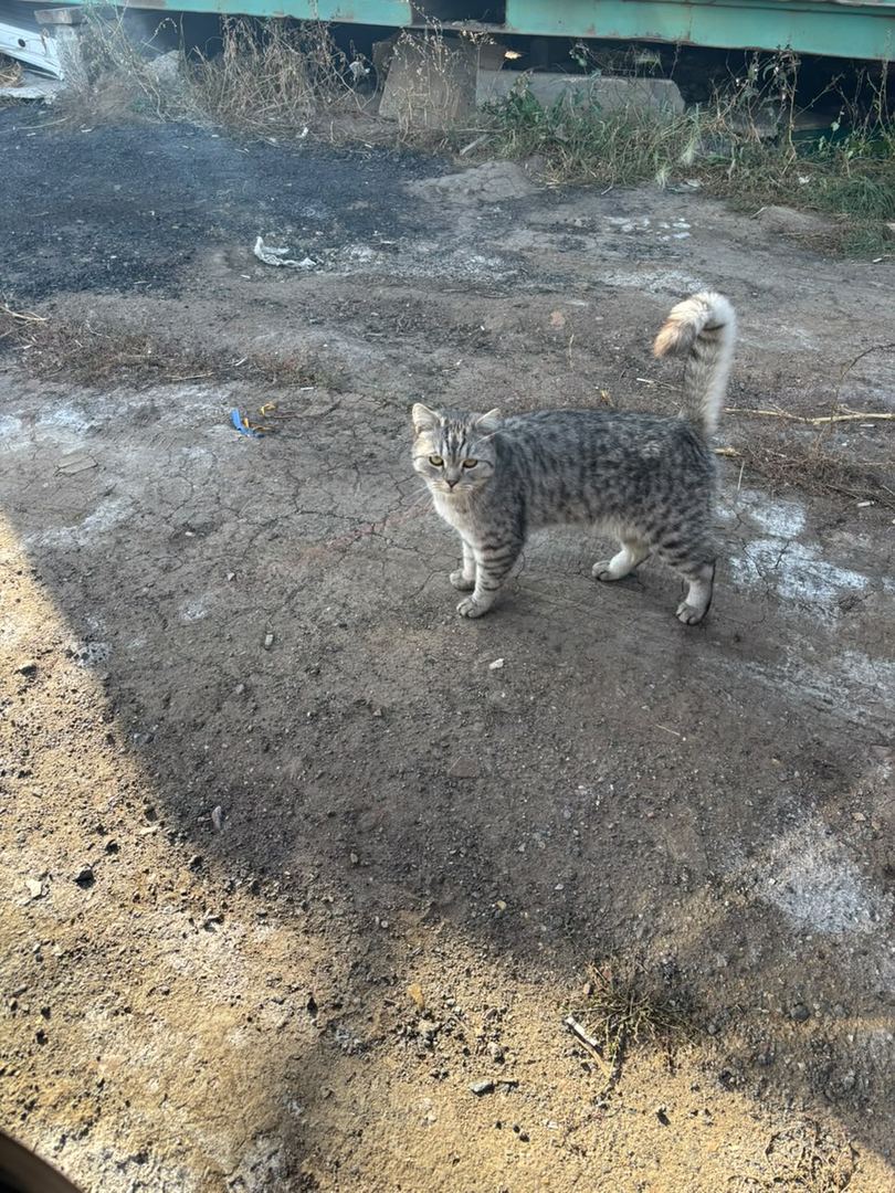 Кошка ищет дом