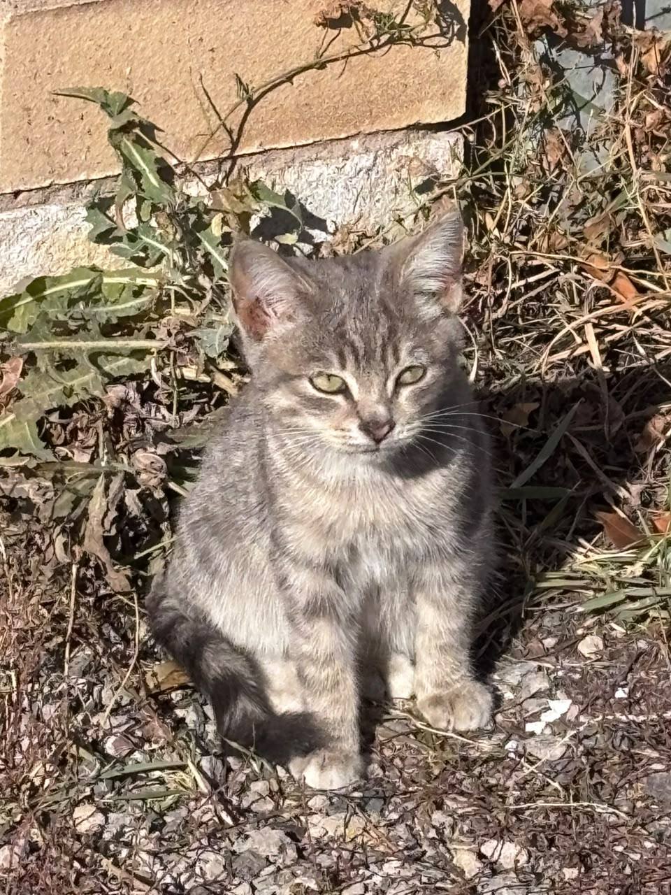 Отдам котёнка — мальчик, 4–5 месяцев