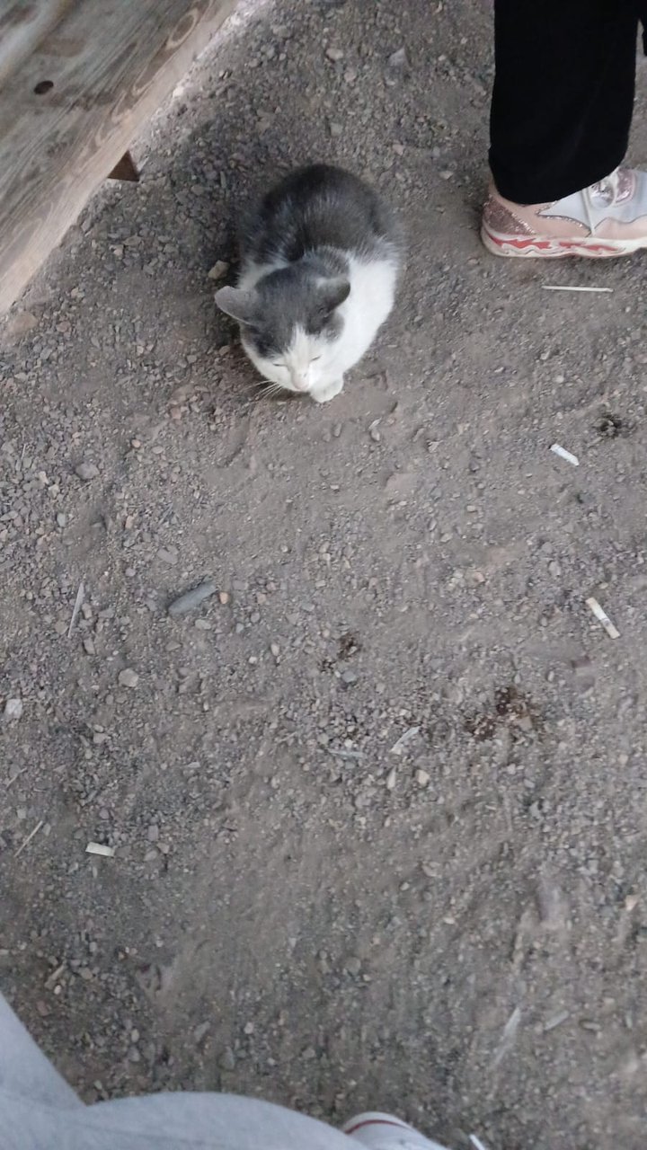 Котёнок Самрук / Самрук мысық